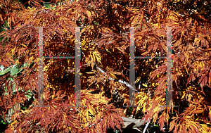 Picture of Acer japonicum 'Irish Lace'