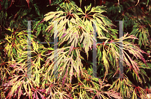 Picture of Acer japonicum 'Irish Lace'