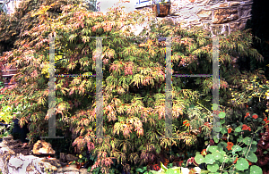 Picture of Acer japonicum 'Irish Lace'