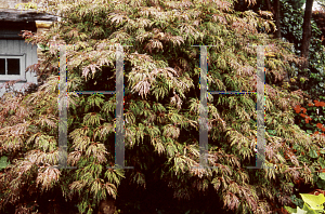 Picture of Acer japonicum 'Irish Lace'