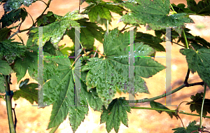 Picture of Acer japonicum 'Itaya nishiki'