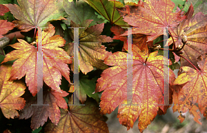 Picture of Acer japonicum 'Itaya nishiki'