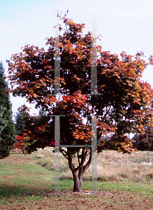 Picture of Acer japonicum 'Itaya nishiki'