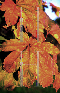 Picture of Acer japonicum 'Itaya nishiki'