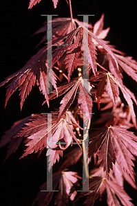 Picture of Acer japonicum 'Jasmine'