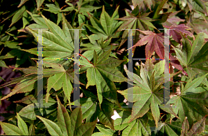 Picture of Acer japonicum 'Machi yoi'