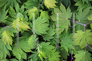 Picture of Acer japonicum 'Meigetsu Itaya'
