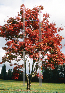 Picture of Acer japonicum 'Meigetsu Itaya'