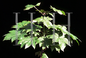 Picture of Acer japonicum 'Meigetsu'