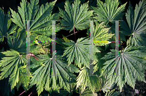 Picture of Acer japonicum 'O isami'