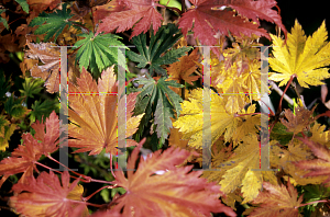 Picture of Acer japonicum 'O isami'