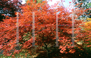 Picture of Acer japonicum 'Oregon Fern'