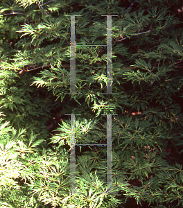 Picture of Acer japonicum 'Oregon Fern'