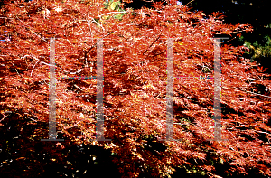 Picture of Acer japonicum 'Oregon Fern'