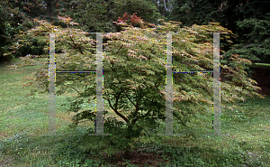 Picture of Acer japonicum 'Oregon Fern'