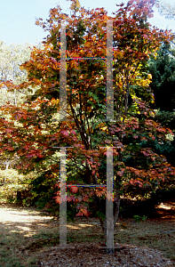 Picture of Acer japonicum 'O taki'