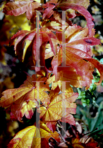 Picture of Acer japonicum 'Vitifolium'