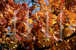 Picture of Acer japonicum 'Vitifolium'