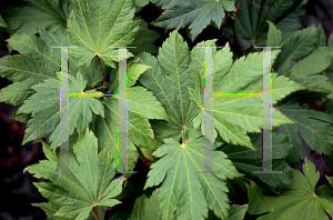 Picture of Acer japonicum 'Vitifolium'