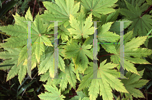 Picture of Acer japonicum 'Vitifolium'