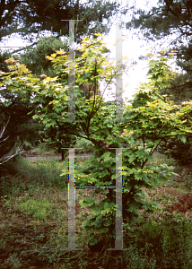 Picture of Acer japonicum 'Vitifolium'