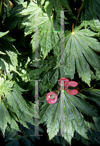 Picture of Acer japonicum 'Ed's Wood'