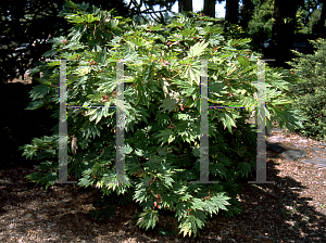 Picture of Acer japonicum 'Ed's Wood'
