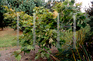 Picture of Acer japonicum 'Ed's Wood'