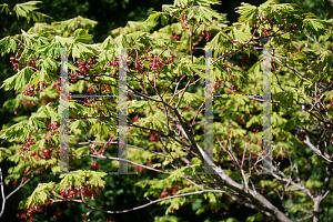 Picture of Acer japonicum 'Filicifolium'