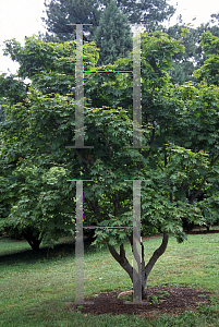 Picture of Acer japonicum 'Meigetsu Itaya'