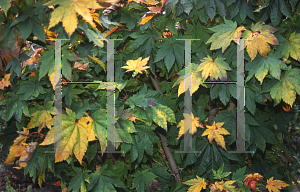 Picture of Acer japonicum 'Taki no gawa'