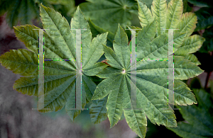 Picture of Acer japonicum 'Taki no gawa'