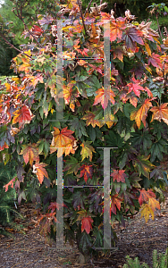 Picture of Acer japonicum 'Taki no gawa'