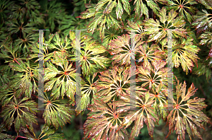 Picture of Acer japonicum 'Oregon Fern'