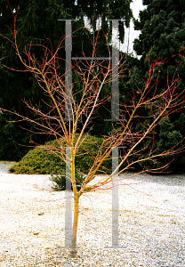 Picture of Acer palmatum 'Japanese Sunrise'