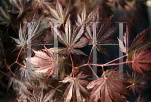 Picture of Acer japonicum 'Jasmine'