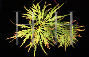 Picture of Acer palmatum (Dissectum Group) 'JB 50'