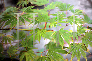 Picture of Acer palmatum (Dissectum Group) 'JB 50'