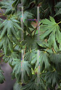 Picture of Acer palmatum (Matsumurae Group) 'JB A'