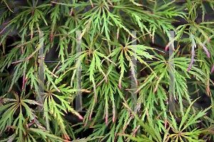 Picture of Acer palmatum (Dissectum Group) 'JB K'