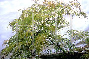 Picture of Acer palmatum (Dissectum Group) 'JB L'