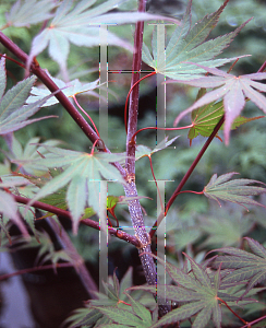 Picture of Acer palmatum (Matsumurae Group) 'JB B'