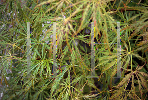 Picture of Acer palmatum (Dissectum Group) 'JB L'