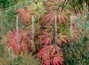 Picture of Acer palmatum (Dissectum Group) 'Jeddeloh Orange'