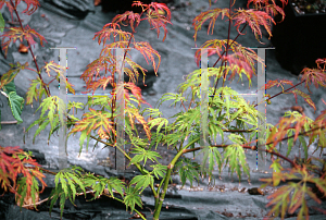 Picture of Acer palmatum (Dissectum Group) 'Jeddeloh Orange'