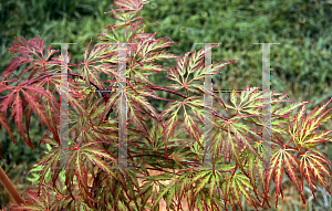 Picture of Acer palmatum (Dissectum Group) 'Jeddeloh Orange'