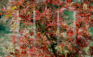 Picture of Acer palmatum (Matsumurae Group) 'Jerre Schwartz'