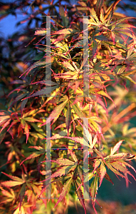 Picture of Acer palmatum (Matsumurae Group) 'Jerre Schwartz'