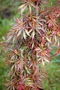 Picture of Acer palmatum (Matsumurae Group) 'Jerre Schwartz'