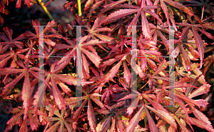 Picture of Acer palmatum (Matsumurae Group) 'Jerre Schwartz'